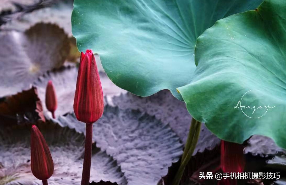 你拍的照片为什么不满意，这些小细节，注意到了吗？