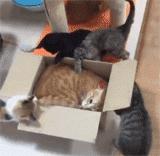 如何封印一只猫,怎么一招封印猫