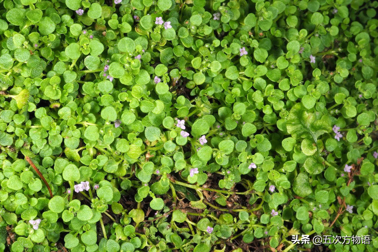 10种口味薄荷糖,十种薄荷