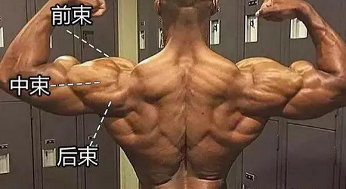 无器械肩膀三角肌后束锻炼方法,肩部三角肌后束超强动作合集