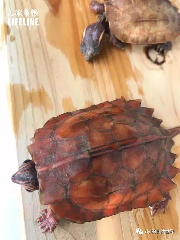 枫叶龟品种及图片大全,地龟和枫叶龟的区别