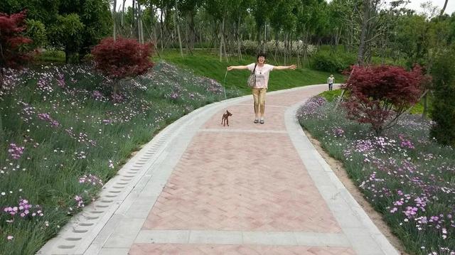 伸舌头的小鹿犬,爱洗澡的小鹿犬