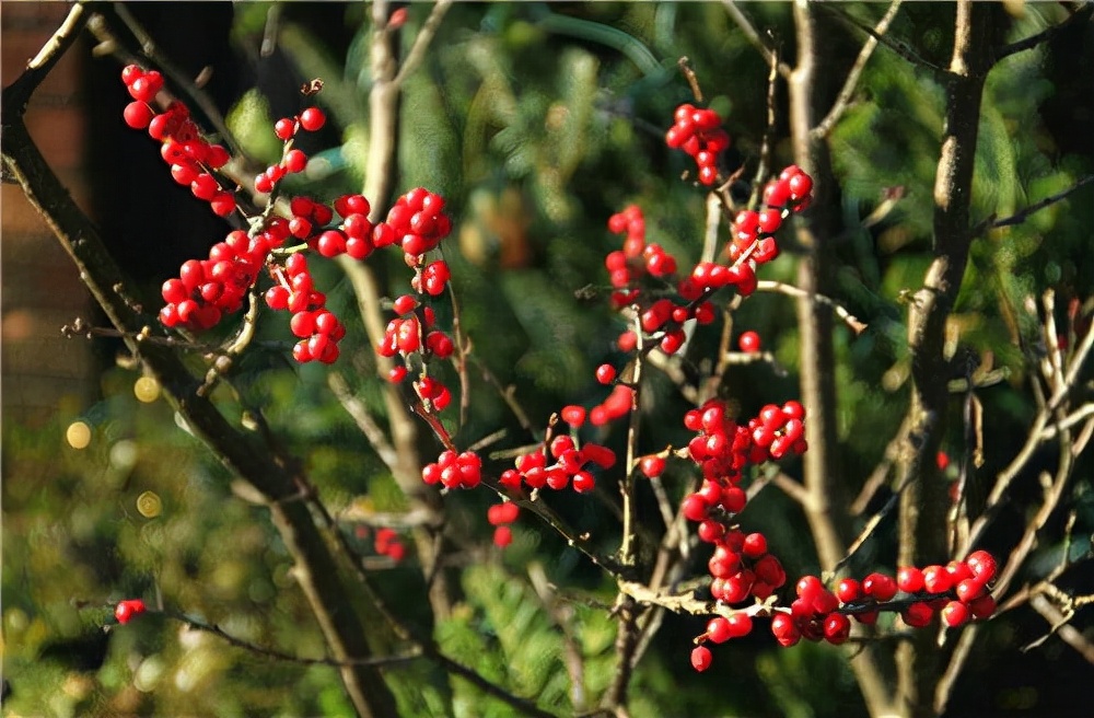 北美冬青的养护方法,北美冬青为什么来年不结果