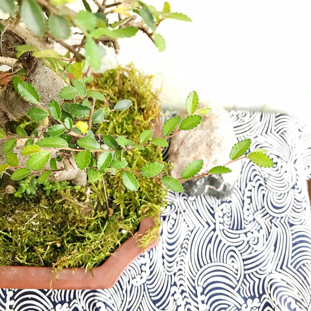 新手榆树盆景造型设计,榆树盆景造型设计教程