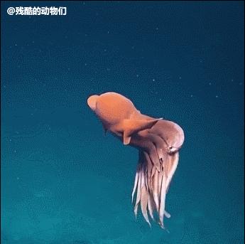 深海里有哪些鲜为人知的神秘生物,深海浮游生物图片