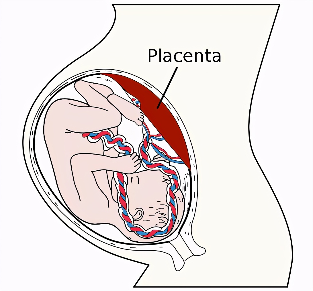 胎盘是由“癌细胞”组成的