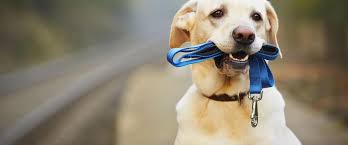 遛狗时狗被什么吸引住不走,遛狗拉不住