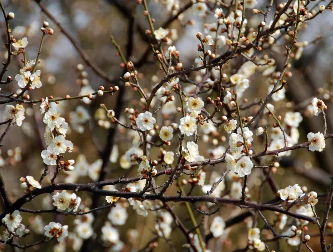 江苏的古镇有哪些值得去看看,江苏最值得打卡的十大古镇