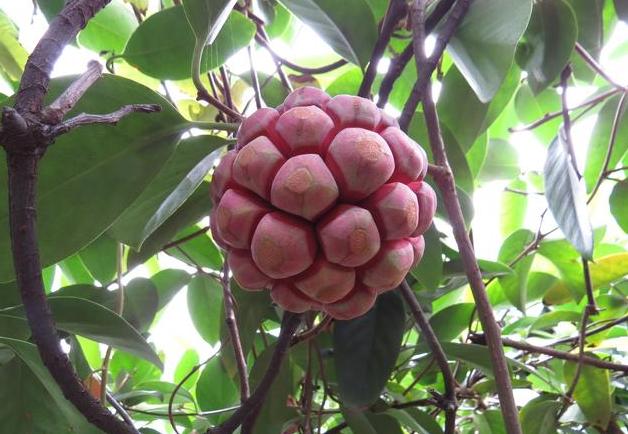 比较稀奇古怪的水果名字,这种水果的英文名称