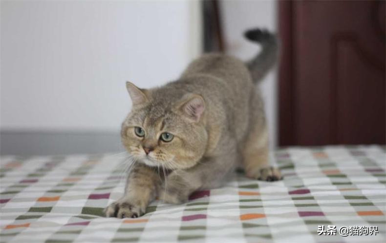 养猫咪喜欢抓东西怎么解决,猫咪爱抓家具怎么办