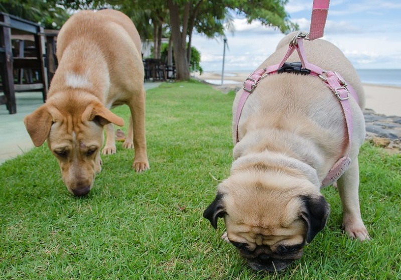 狗狗误食的症状多久出现,狗狗误食了不能吃的东西怎么办