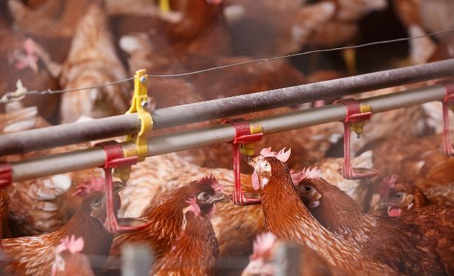 蛋鸡脱肛的原因及解决方法,养鸡如何解决保温