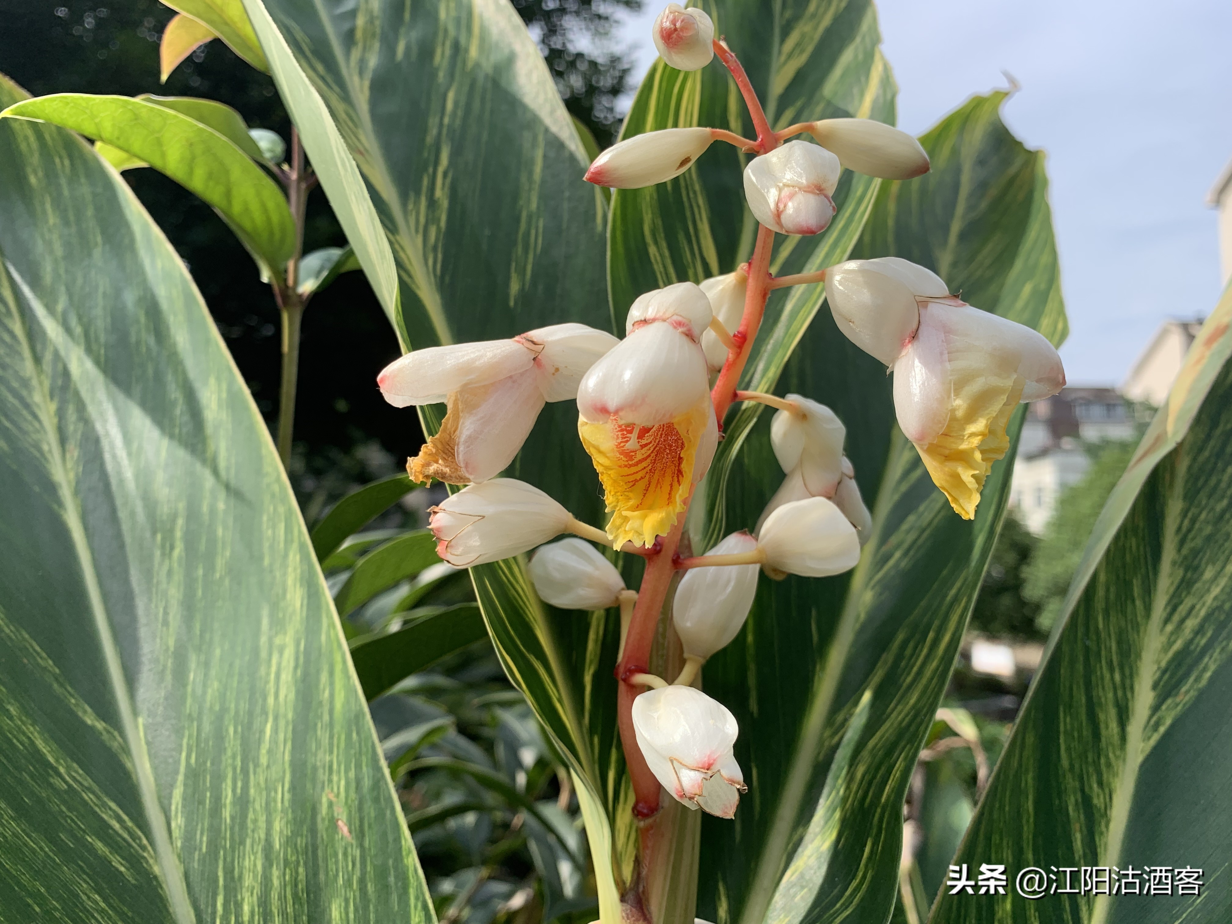 泸州旧闻录：你知道泸州七十年前慈善路的“欧亚大药房”吗？