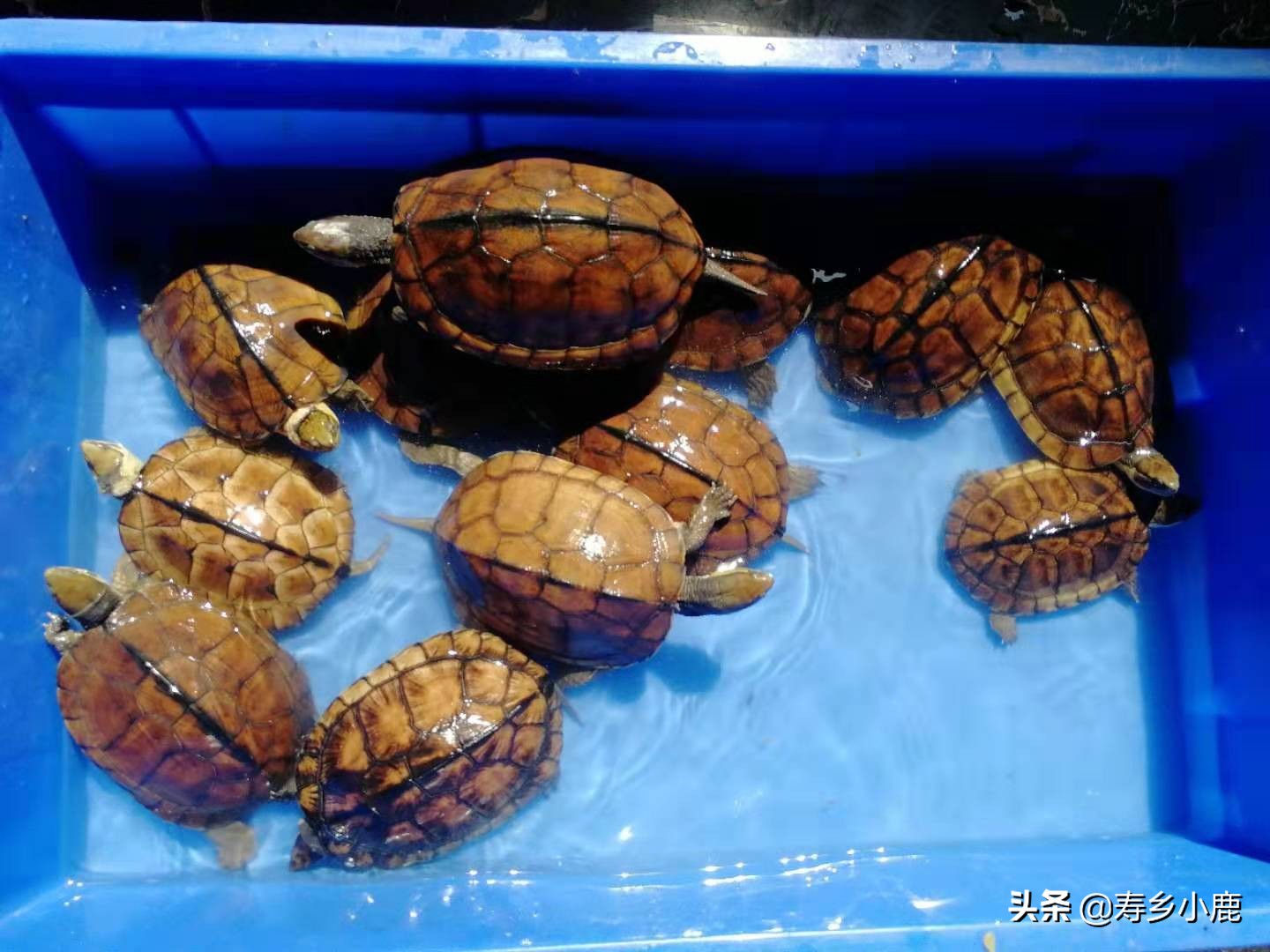 石金钱龟降价原因,石金钱龟的困境