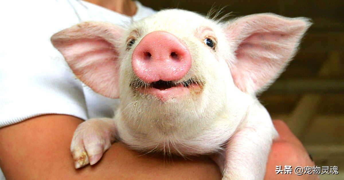 新手养宠物猪要注意哪些问题,养一只宠物猪需要准备什么