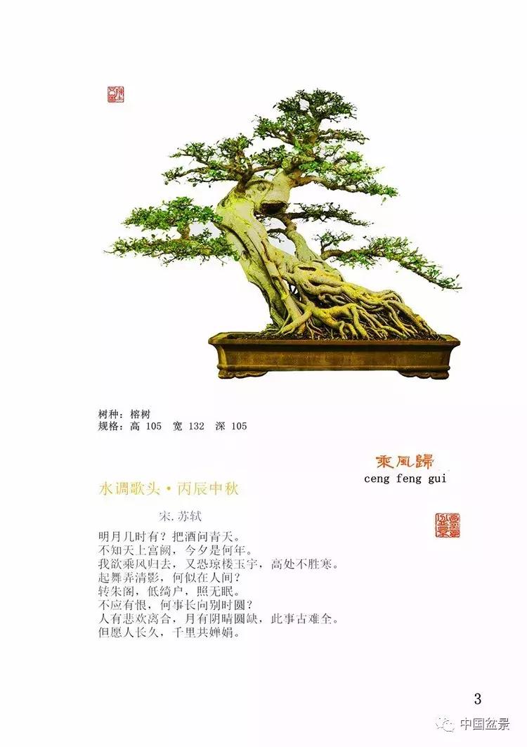 陈文图老师,陈文图盆景欣赏