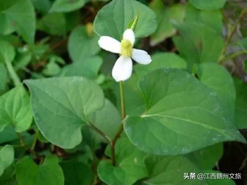 客家人说的狗舌藤什么功效,客家话狗贴耳