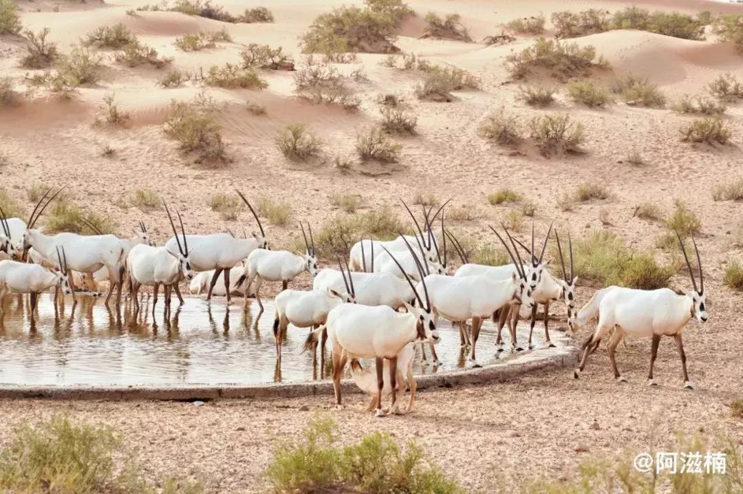 迪拜沙漠之旅景点攻略大全,沙漠里的奇迹迪拜