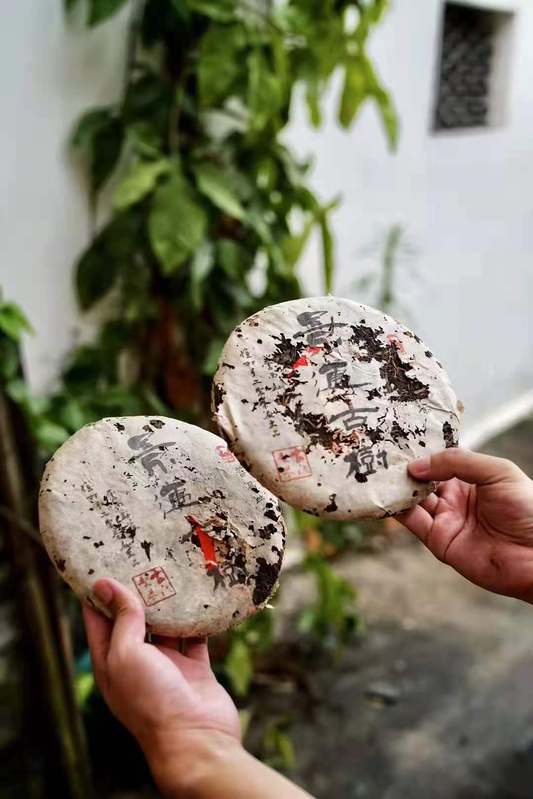 云南10大古树茶,云南勐库大雪山古树茶2018