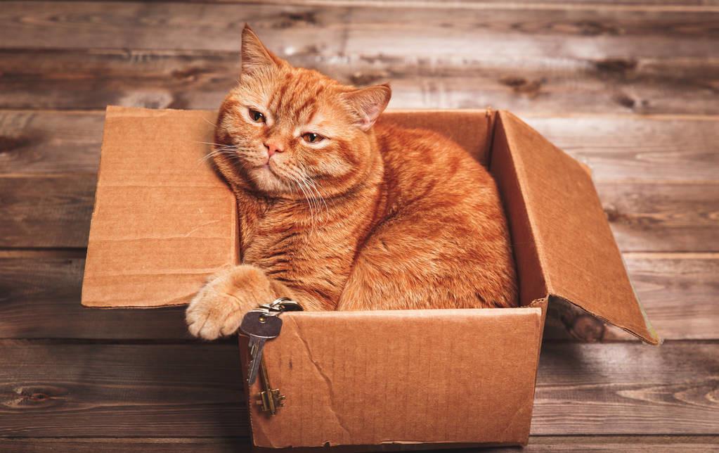 养猫人的精神状态图鉴,养猫人的精神状态一览