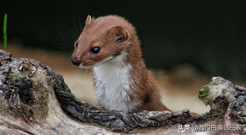 黄鼠狼给鸡拜年最后成功了吗,黄鼠狼给鸡拜年它吃鸡吗