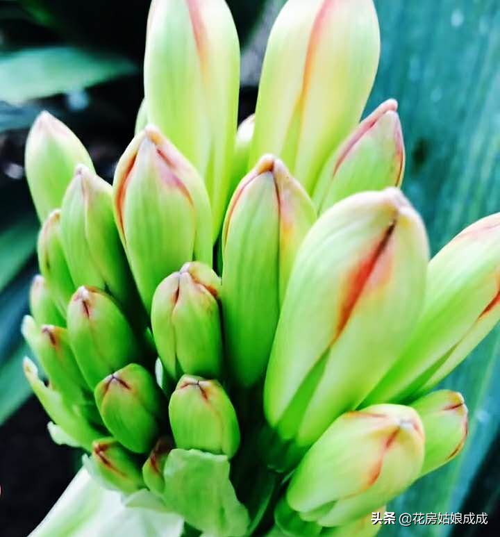 君子兰长花苞还没出来怎么办,君子兰有花苞了不开花怎么办