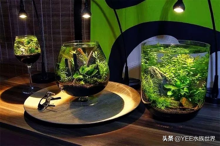 观赏鱼增菌可以用牛奶吗,观赏鱼增氧气