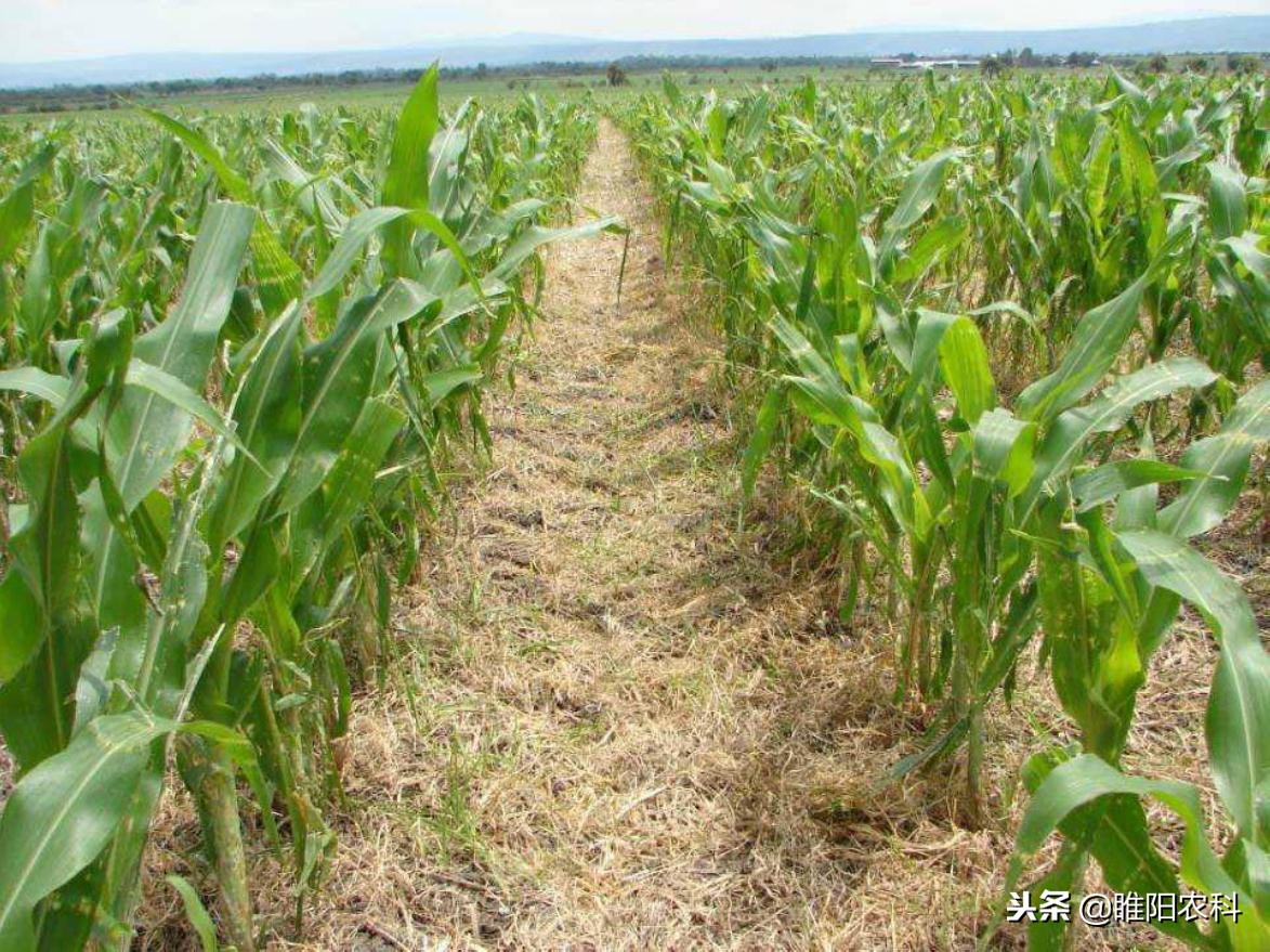 玉米除草剂一览表苯唑草酮,硝磺草酮除草剂对玉米安全吗