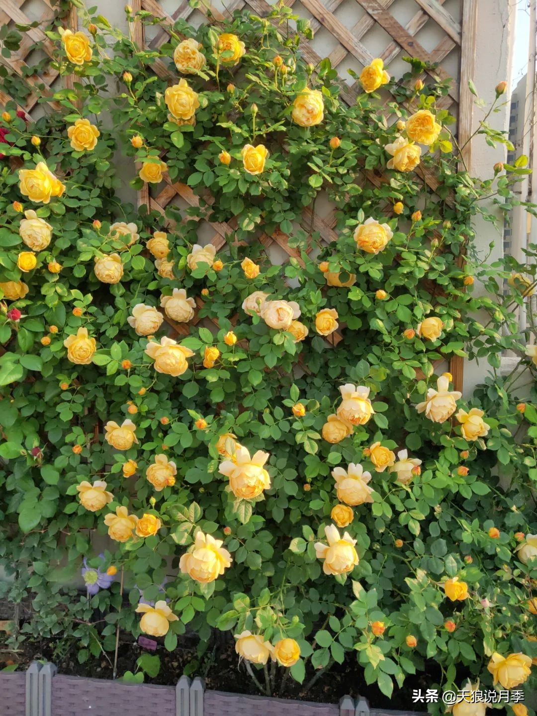 月季春季第一波花要不要剪,月季春季第一波花开后嫁接