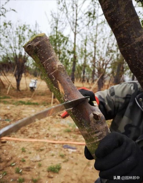 苗木受冻后注意事项,苗圃地苗木冻害防治措施
