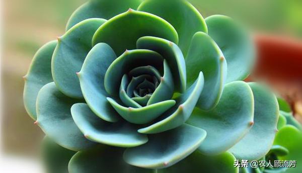 多肉植物玉蝶锦和富士有什么区别,多肉植物玉蝶的养殖方法与管理