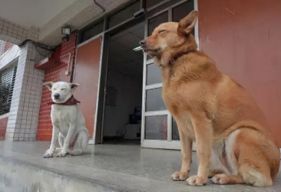 看家的狗狗,看家狗狗大全