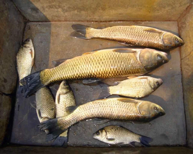 一种神奇钓法世代相传能钓各种鱼,四川钓谷麦的正确方法