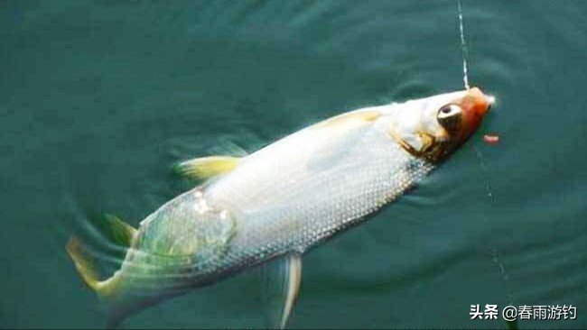黄尾鲴钓鱼技巧方法视频,垂钓黄尾鱼诀窍