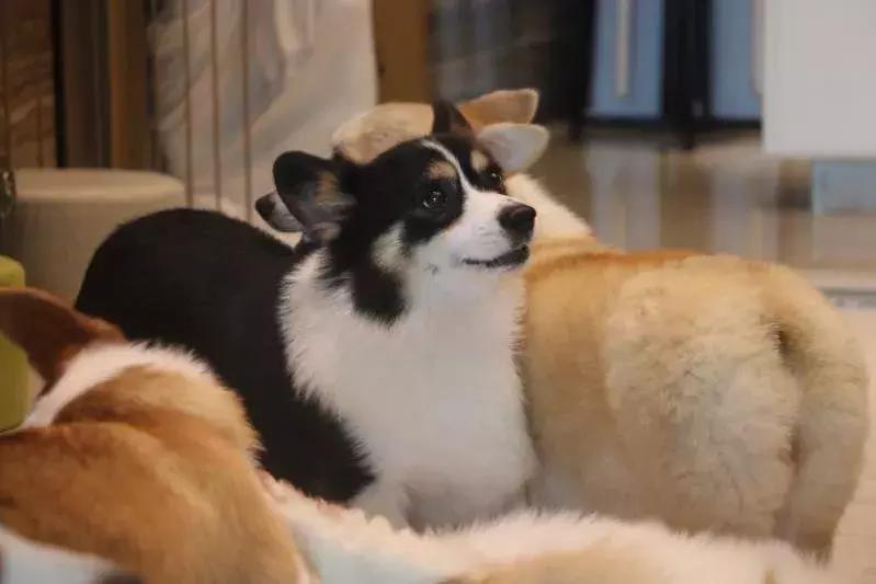 马克深圳最秀狗咖