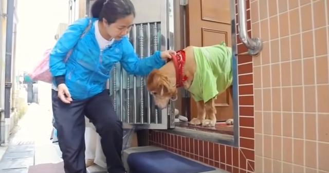 金毛的自愈能力有多强大,金毛的自愈能力有多强