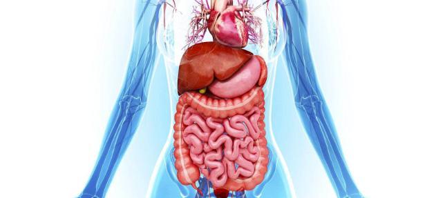 为什么哺乳动物都是4肢,为什么哺乳动物只有一个生殖器官