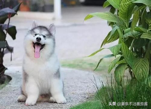 高颜值肌肉奶狗,什么样的小奶狗最可爱