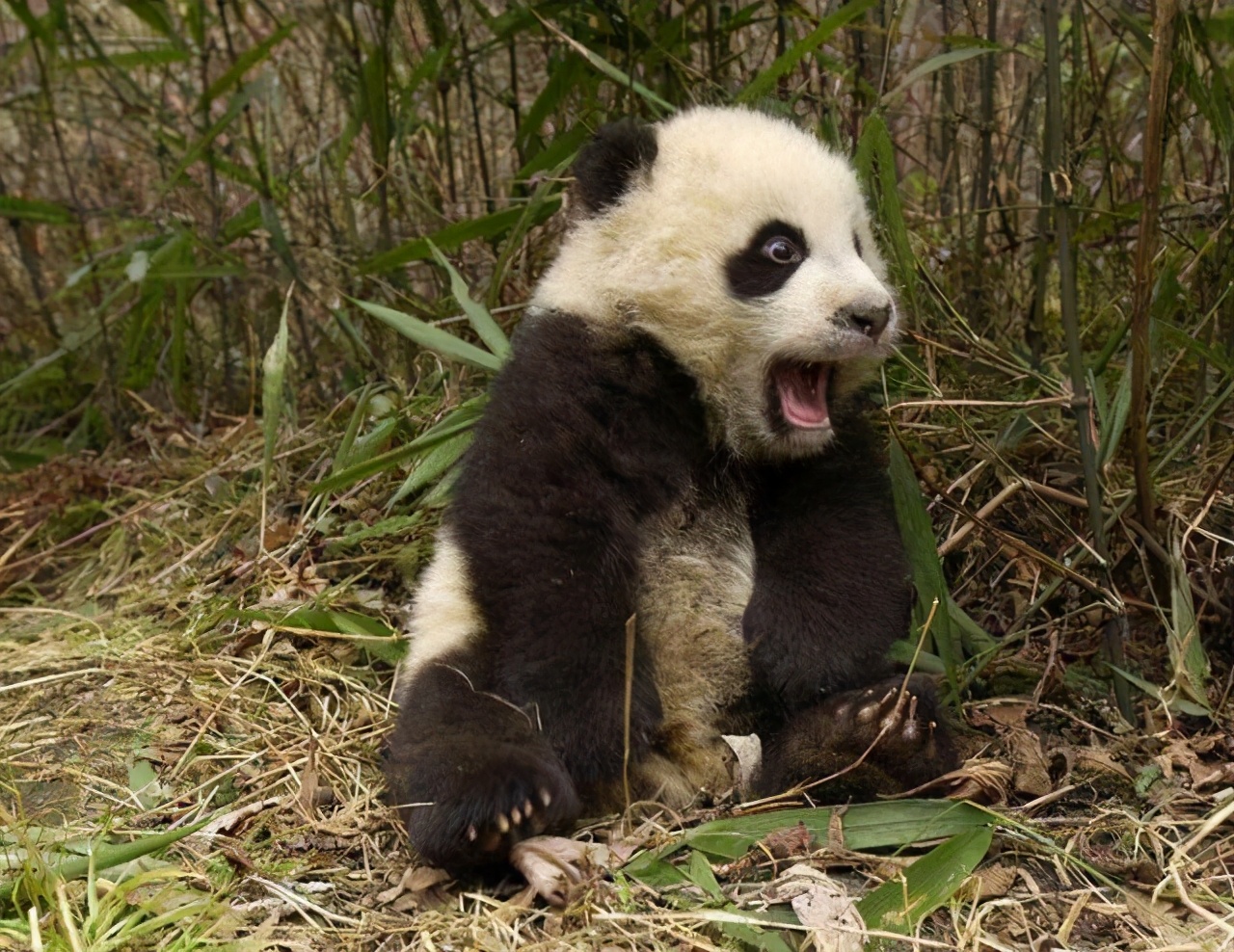 200亿美元租熊猫,租给美国的大熊猫有多少钱