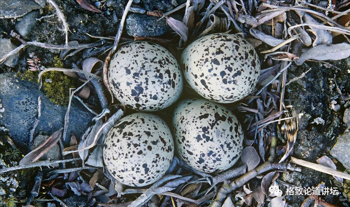 捡到受伤的鸟是好事吗,捡到受伤的鸟联系哪个部门救助