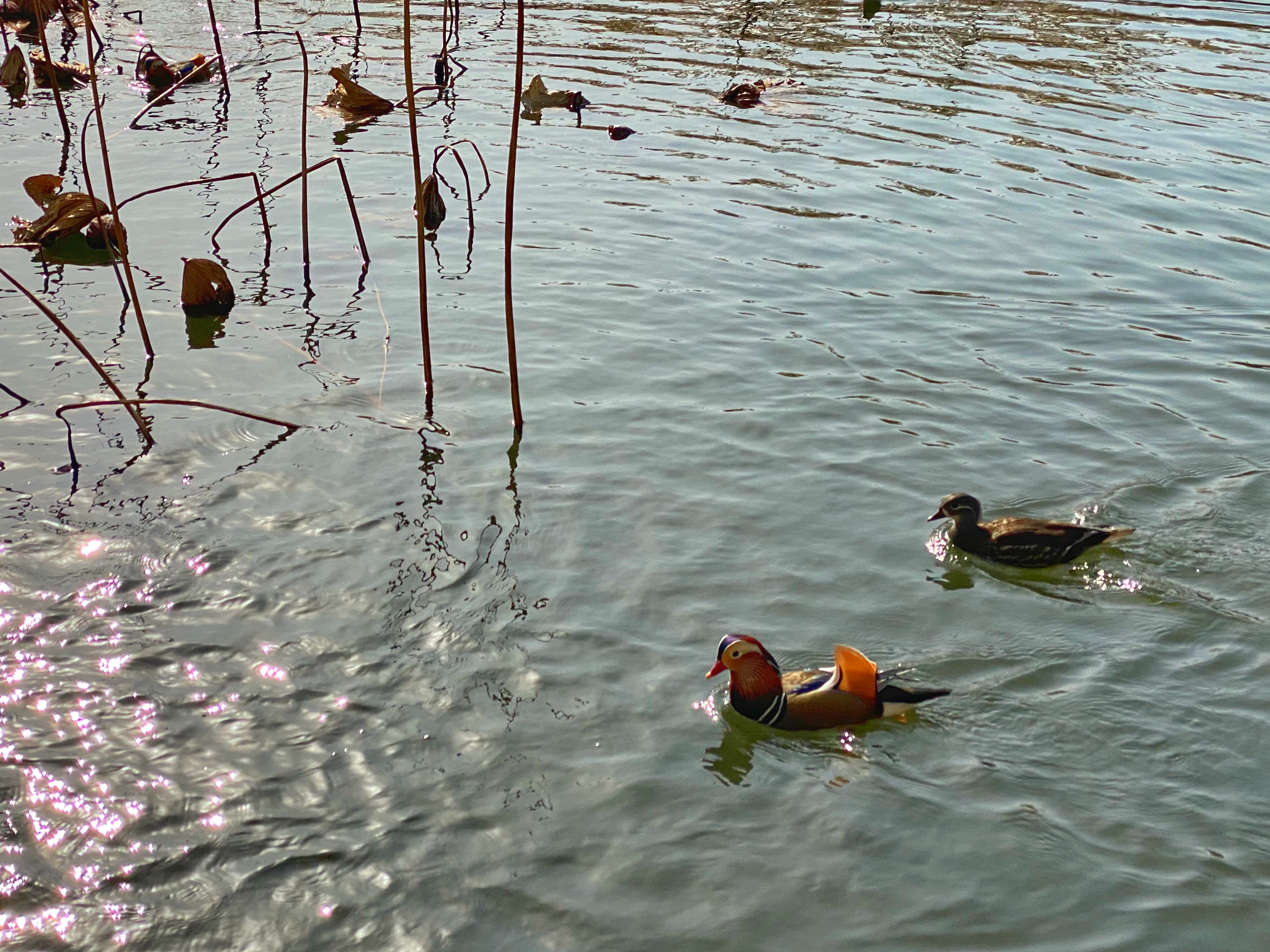北京颐和园最佳拍照点,我用手机拍中国