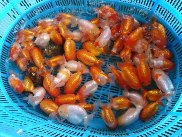 小鱼缸养金鱼的正确方法,想要养好小金鱼怎么办