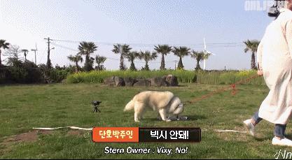 二哈减肥,为什么二哈会变瘦