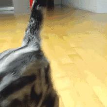 伊丽莎白圈猫咪,伊丽莎白圈有危险吗