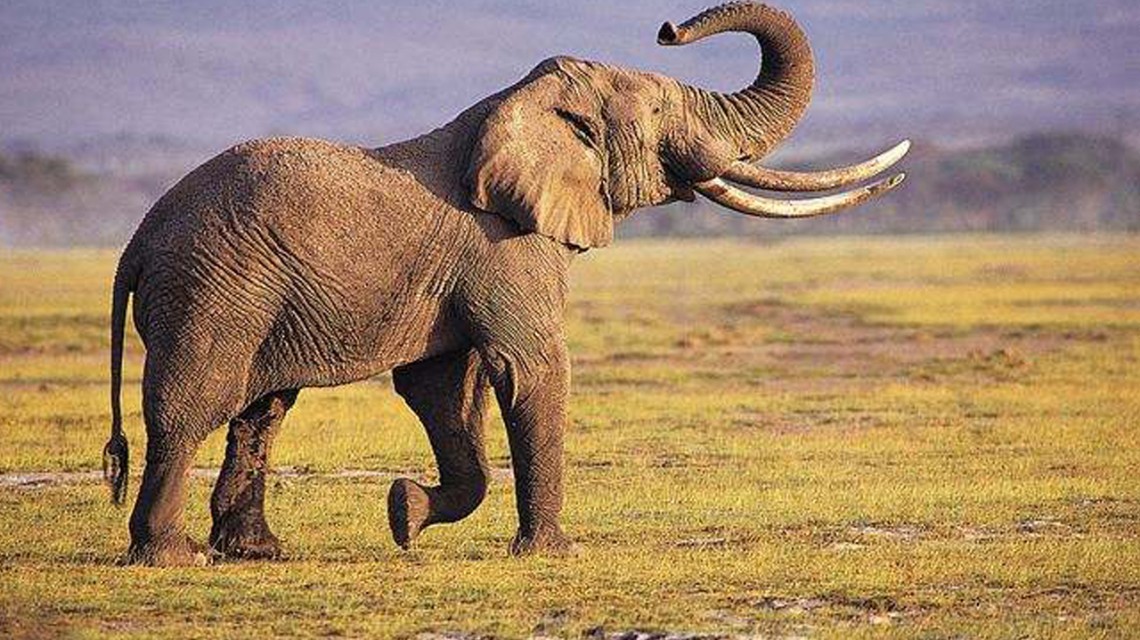 我的爱好之一是的英语,我的爱好之一是弹钢琴用英语怎么说