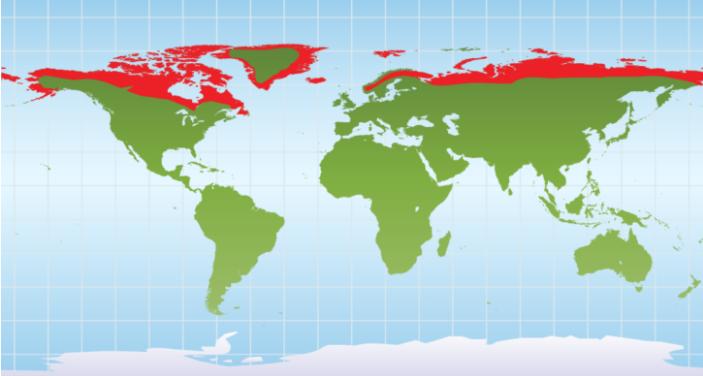 不狡（脚）猾（滑）的北极狐：家在寒地又怎样？我照样冬暖夏凉