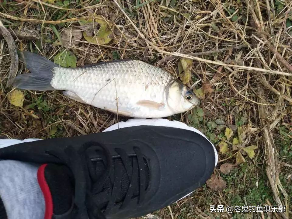 老鬼最经典鲫鱼饵料,老鬼饵料官方旗舰店大鲫大鲤