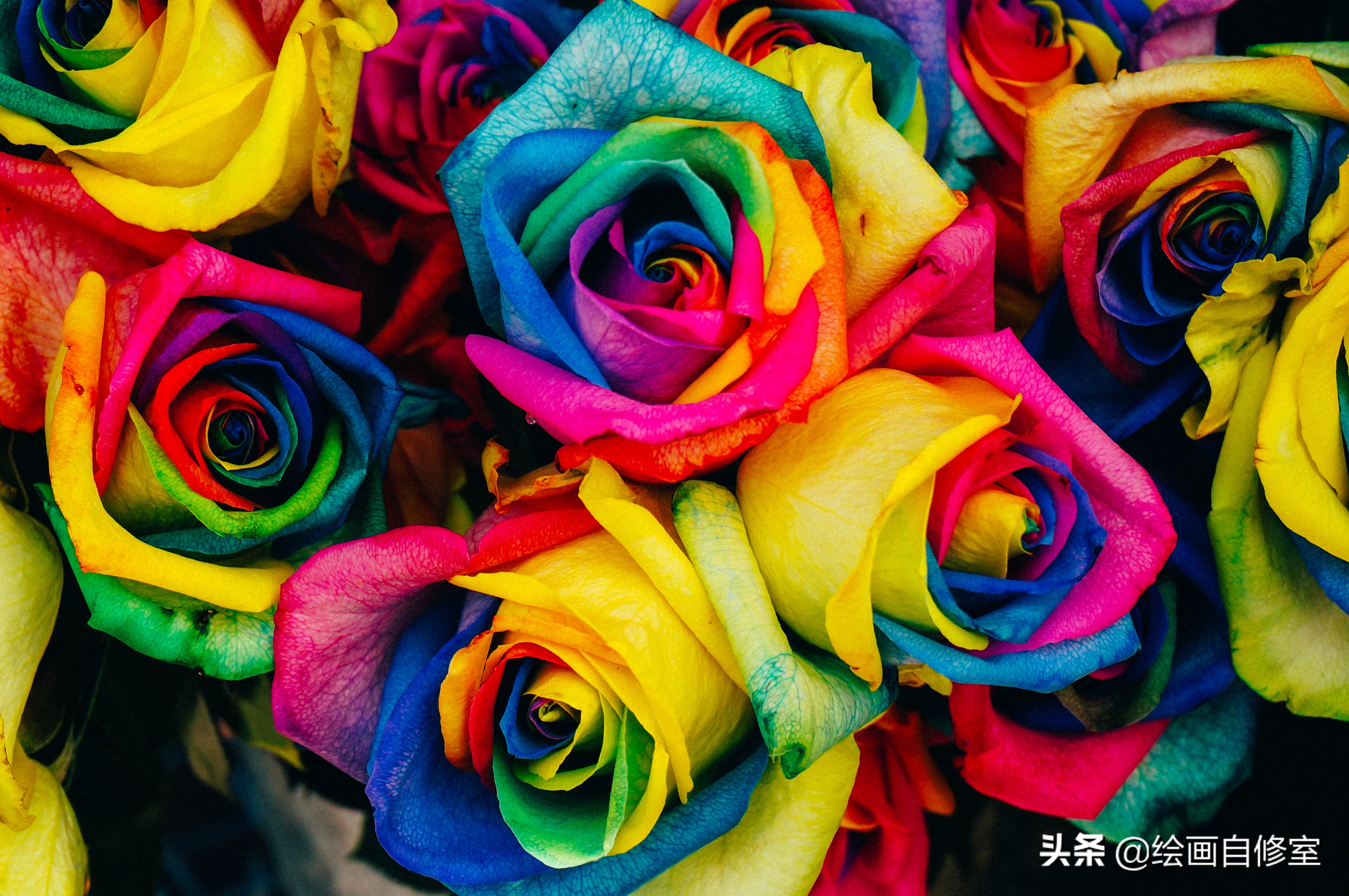 情人节花束手绘蓝玫瑰,情人节礼物手绘玫瑰花