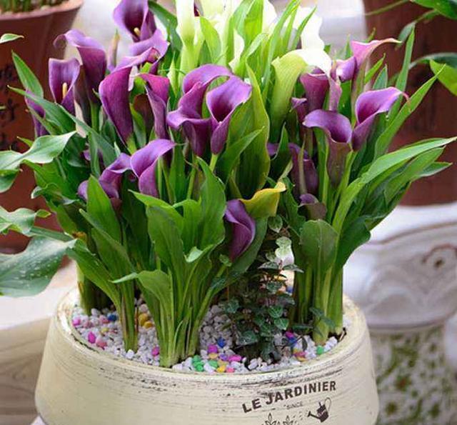 4种花夏天不要多浇水一浇就烂根,这5种花特别耐涝越浇水越会爆盆