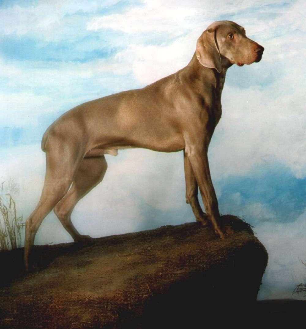 最聪明的十大狗狗品种介绍,史上最全的狗狗品种记得收藏